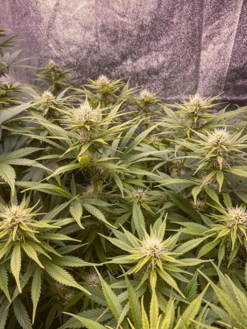 Bubble Gum 🍬 Sweet Green Evolution. Week 9