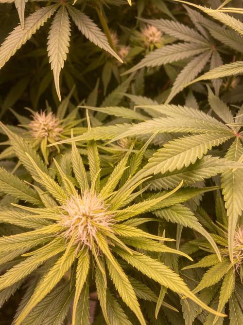 Bubble Gum 🍬 Sweet Green Evolution. Week 9