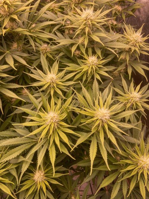 Bubble Gum 🍬 Sweet Green Evolution. Week 9