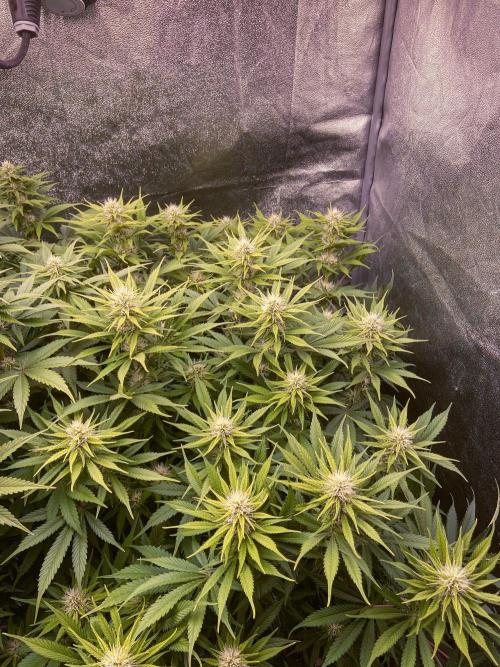 Bubble Gum 🍬 Sweet Green Evolution. Week 9