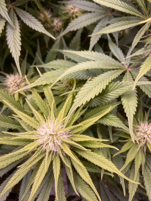 Bubble Gum 🍬 Sweet Green Evolution. Week 9