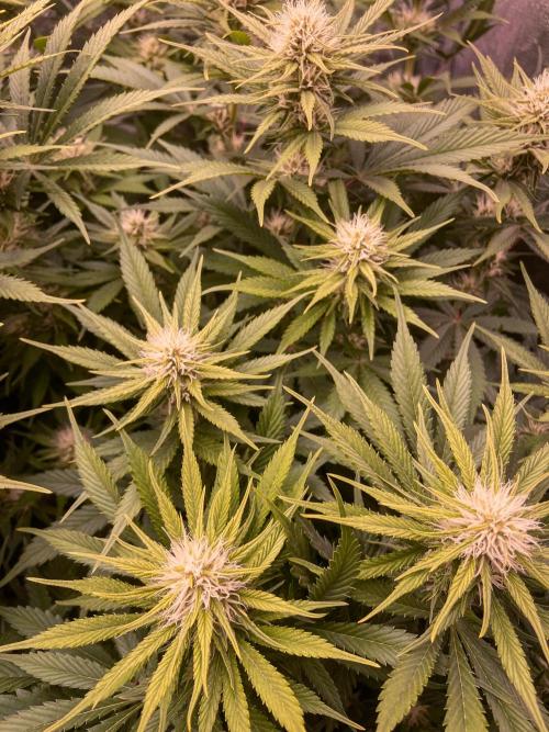 Bubble Gum 🍬 Sweet Green Evolution. Week 9