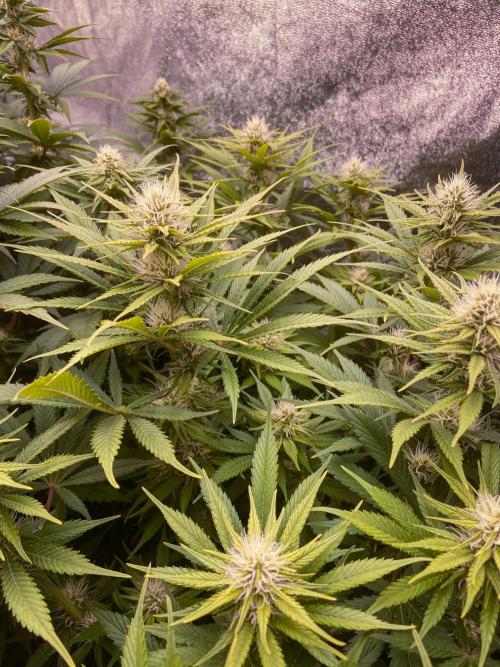 Bubble Gum 🍬 Sweet Green Evolution. Week 9