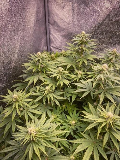 White Russian 💀 Serious Genetics Run. Week 9