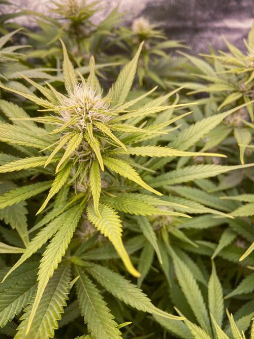 White Russian 💀 Serious Genetics Run. Week 9