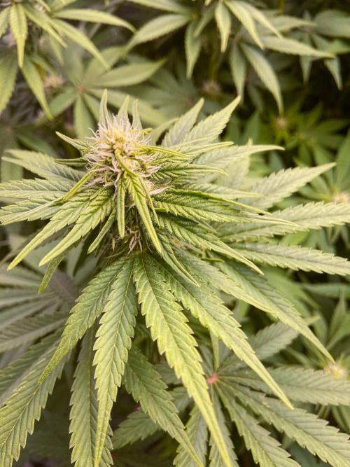 White Russian 💀 Serious Genetics Run. Week 9