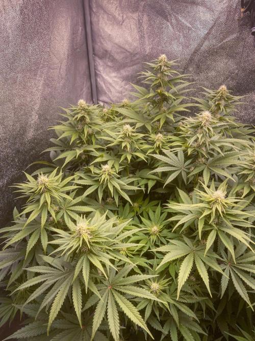 White Russian 💀 Serious Genetics Run. Week 9