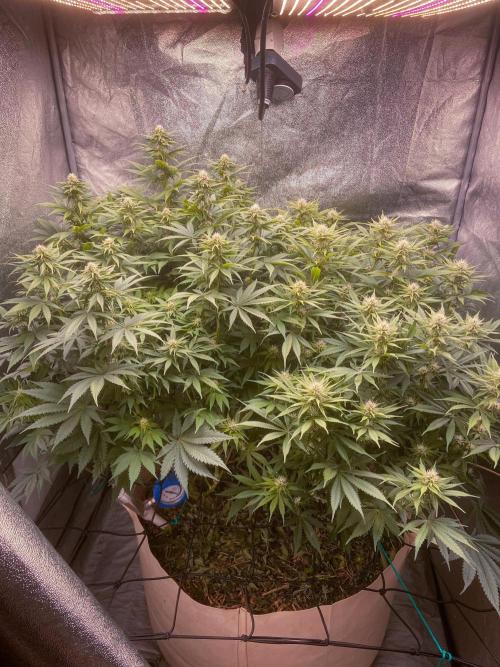 White Russian 💀 Serious Genetics Run. Week 9