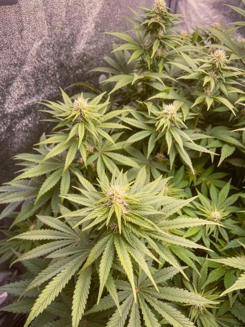 White Russian 💀 Serious Genetics Run. Week 9