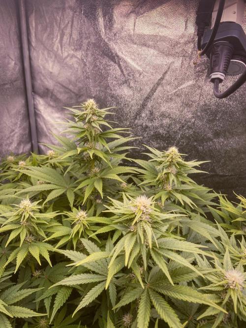 White Russian 💀 Serious Genetics Run. Week 9