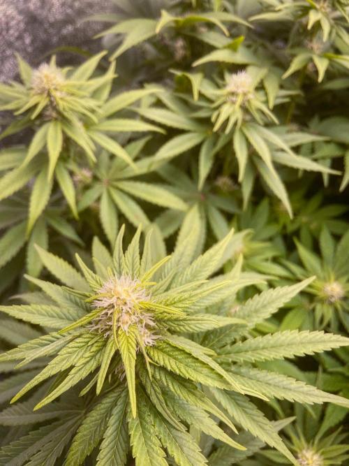 White Russian 💀 Serious Genetics Run. Week 9