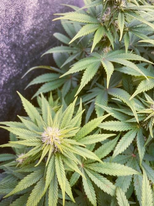 White Russian 💀 Serious Genetics Run. Week 9