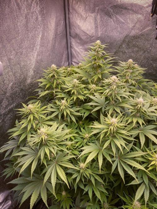 White Russian 💀 Serious Genetics Run. Week 9