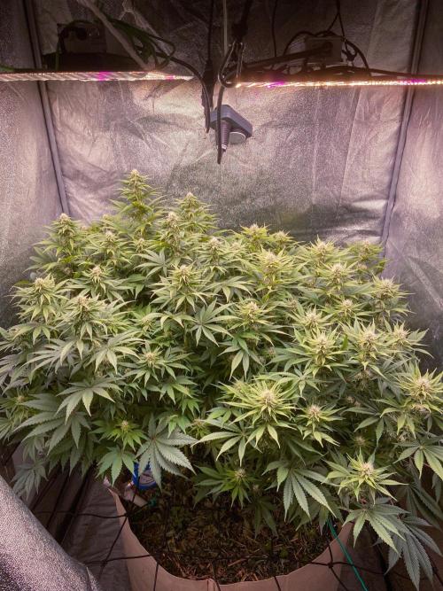 White Russian 💀 Serious Genetics Run. Week 9