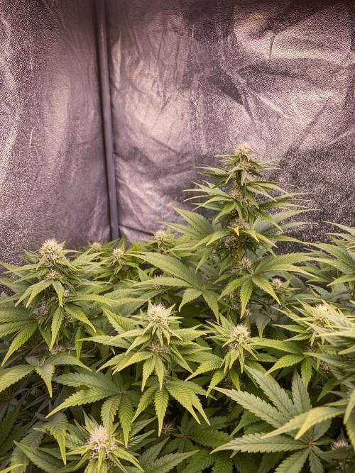 White Russian 💀 Serious Genetics Run. Week 9