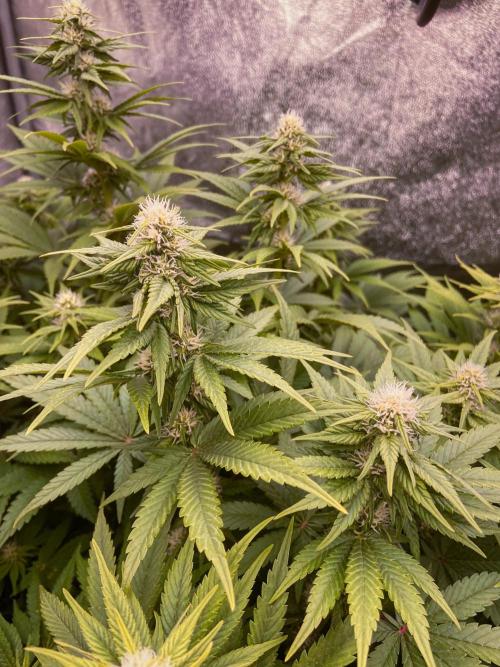 White Russian 💀 Serious Genetics Run. Week 9