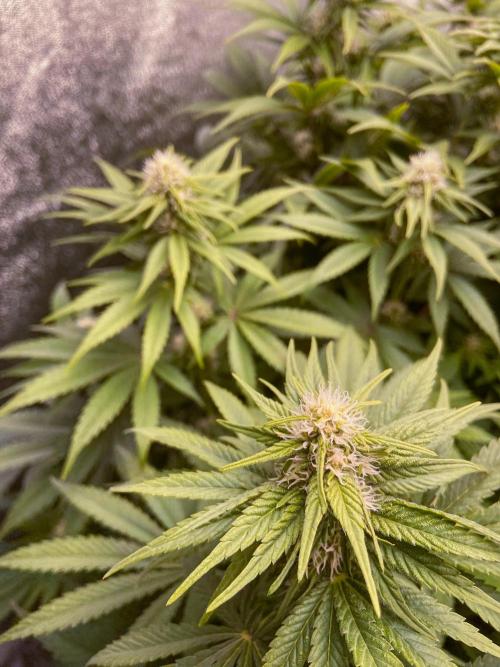 White Russian 💀 Serious Genetics Run. Week 9