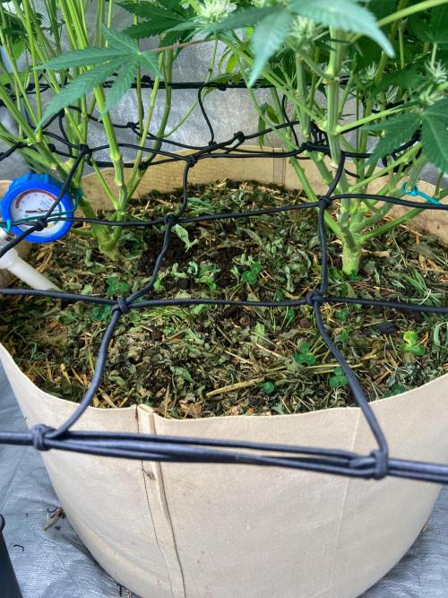 White Russian 💀 Serious Genetics Run. Week 10