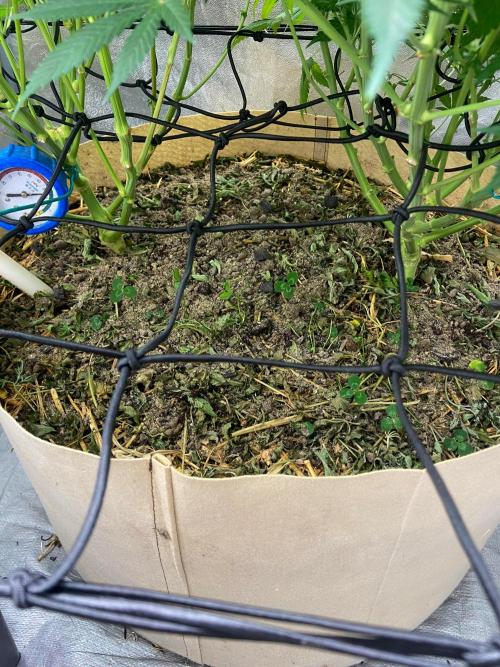 White Russian 💀 Serious Genetics Run. Week 10