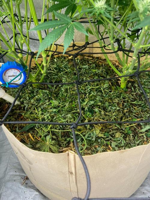 White Russian 💀 Serious Genetics Run. Week 10