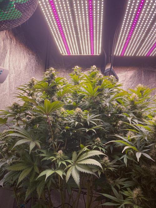 White Russian 💀 Serious Genetics Run. Week 10