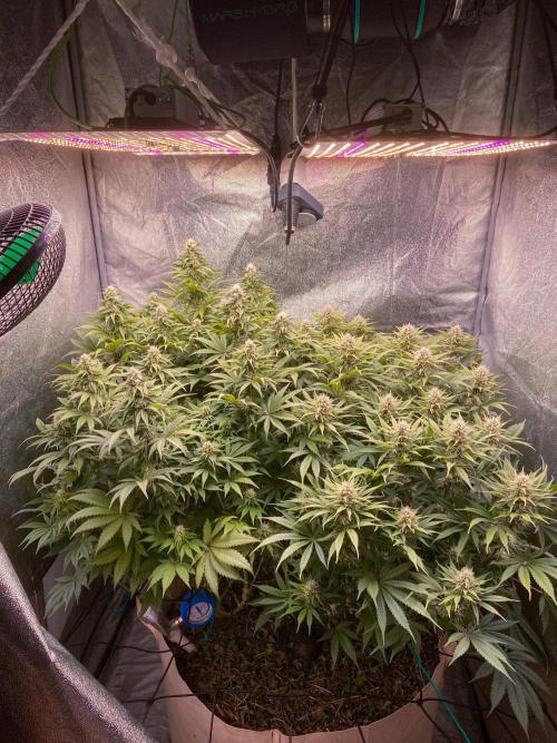 White Russian 💀 Serious Genetics Run. Week 10