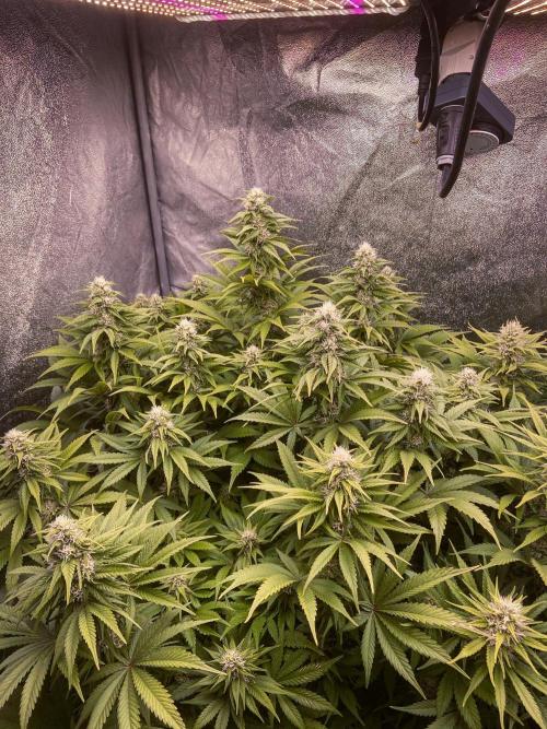 White Russian 💀 Serious Genetics Run. Week 10