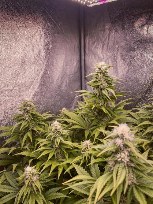 White Russian 💀 Serious Genetics Run. Week 10