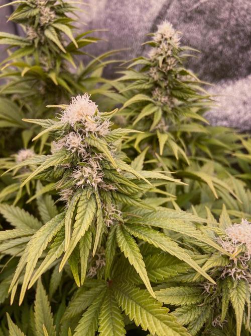 White Russian 💀 Serious Genetics Run. Week 10