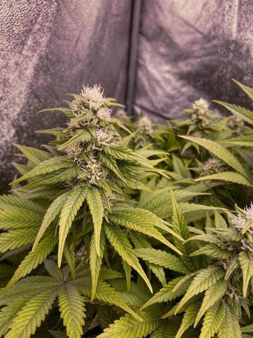 White Russian 💀 Serious Genetics Run. Week 10