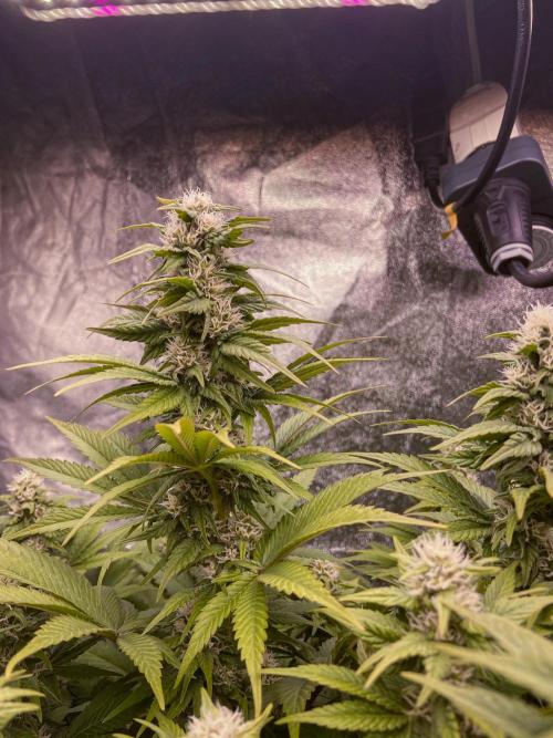 White Russian 💀 Serious Genetics Run. Week 10