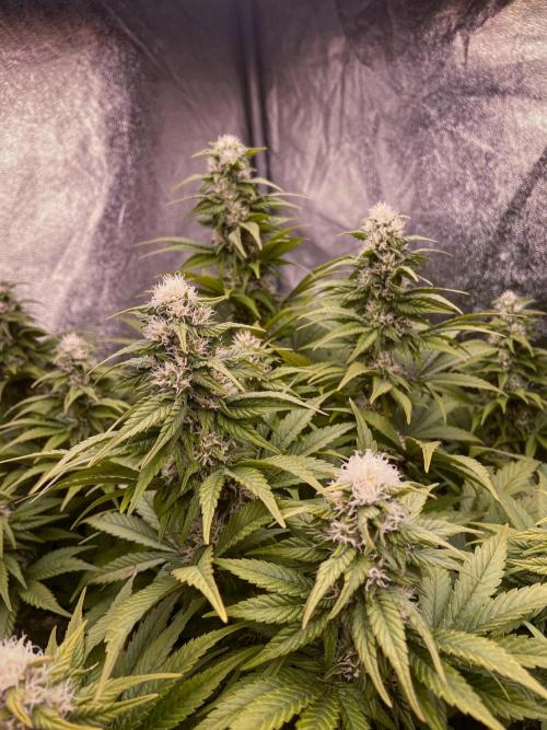 White Russian 💀 Serious Genetics Run. Week 10