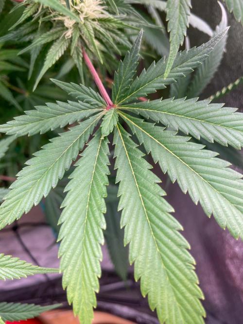 Bubble Gum 🍬 Sweet Green Evolution. Week 10