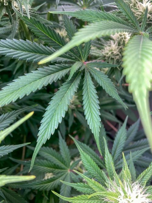 Bubble Gum 🍬 Sweet Green Evolution. Week 10