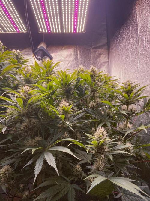 Bubble Gum 🍬 Sweet Green Evolution. Week 10