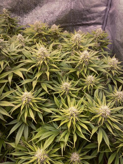 Bubble Gum 🍬 Sweet Green Evolution. Week 10