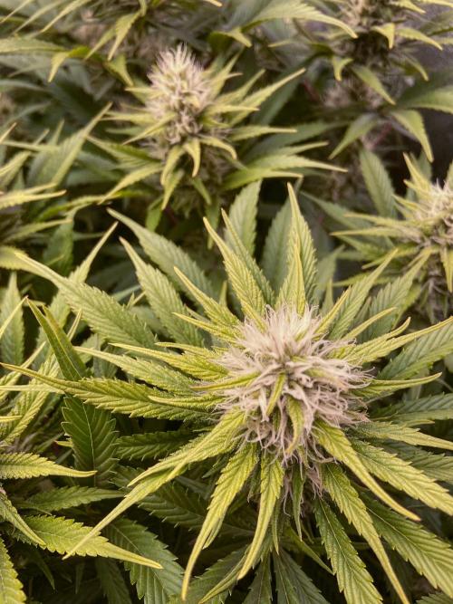 Bubble Gum 🍬 Sweet Green Evolution. Week 10