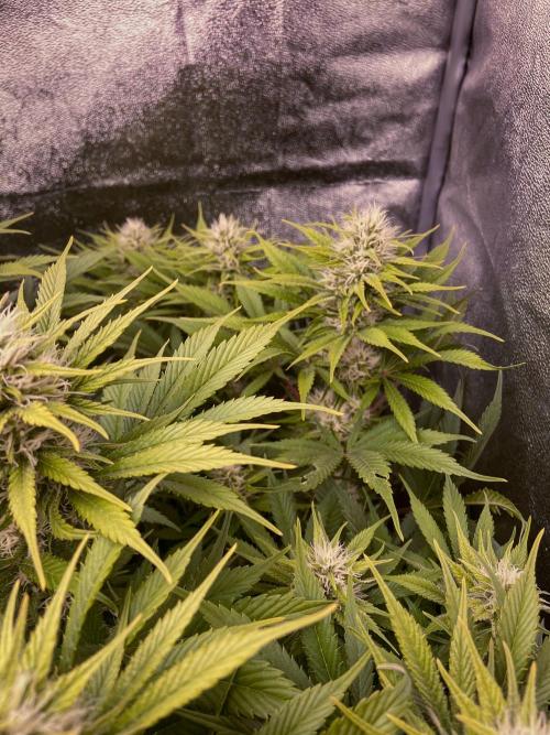 Bubble Gum 🍬 Sweet Green Evolution. Week 10