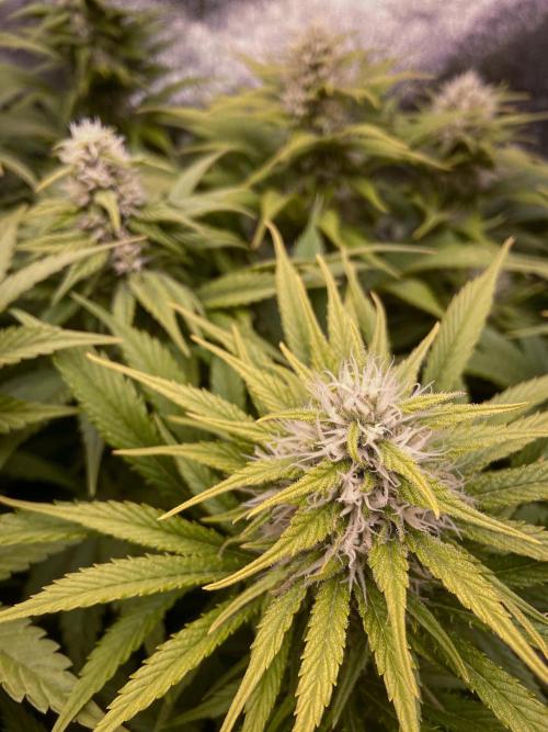 Bubble Gum 🍬 Sweet Green Evolution. Week 10