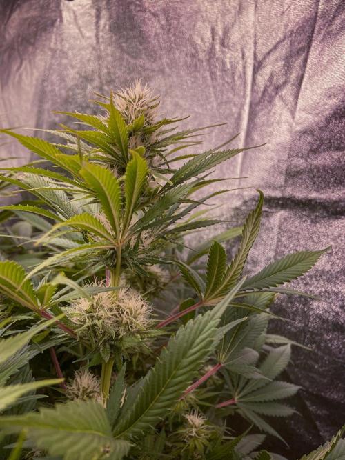 Bubble Gum 🍬 Sweet Green Evolution. Week 10