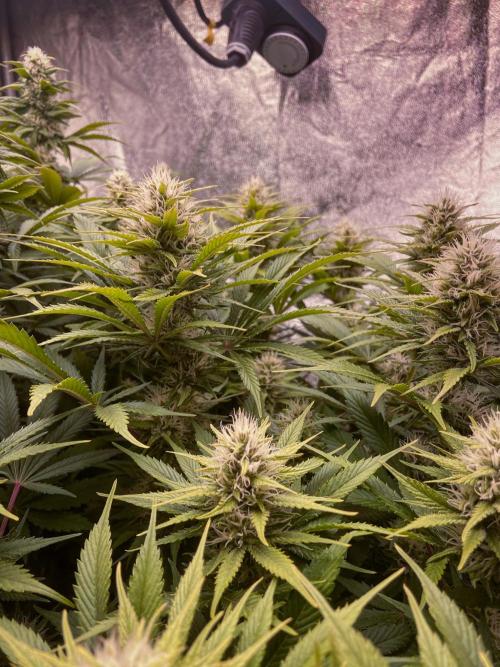 Bubble Gum 🍬 Sweet Green Evolution. Week 10