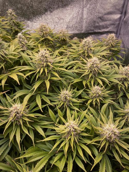 Bubble Gum 🍬 Sweet Green Evolution. Week 11