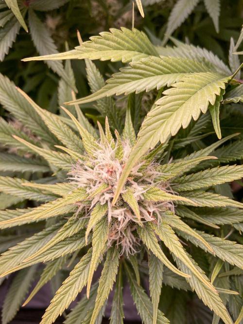 Bubble Gum 🍬 Sweet Green Evolution. Week 11