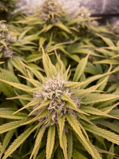 Bubble Gum 🍬 Sweet Green Evolution. Week 11