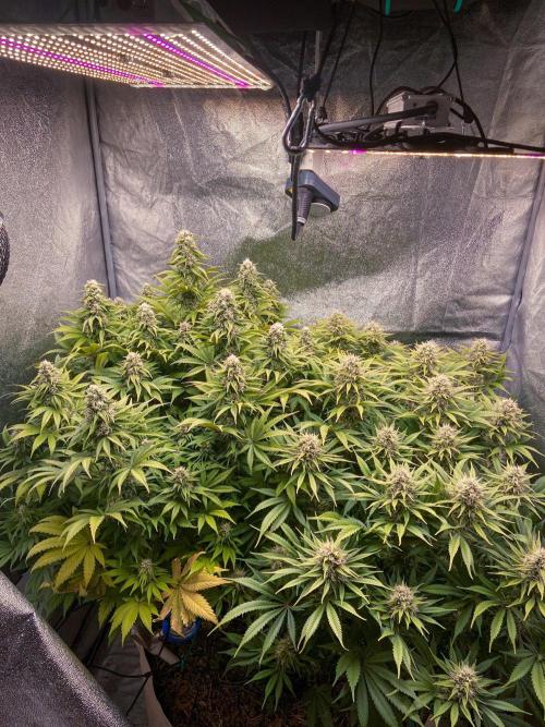 Bubble Gum 🍬 Sweet Green Evolution. Week 11