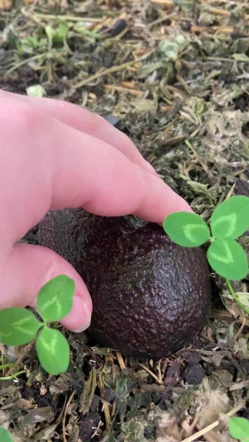 Bubble Gum 🍬 Sweet Green Evolution