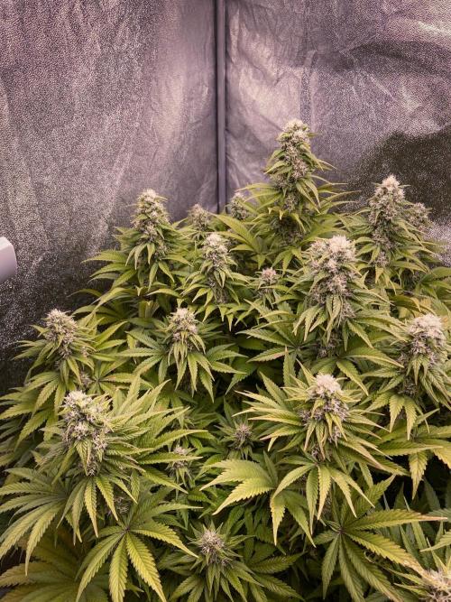 White Russian 💀 Serious Genetics Run. Week 11