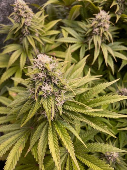 White Russian 💀 Serious Genetics Run. Week 11