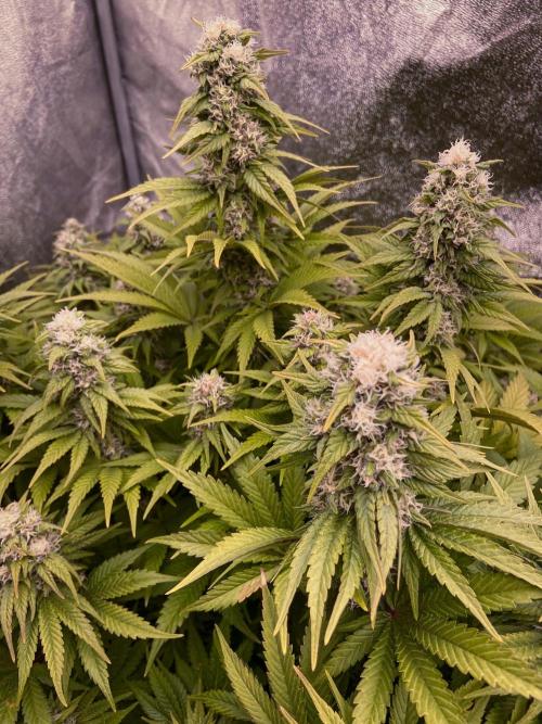 White Russian 💀 Serious Genetics Run. Week 11