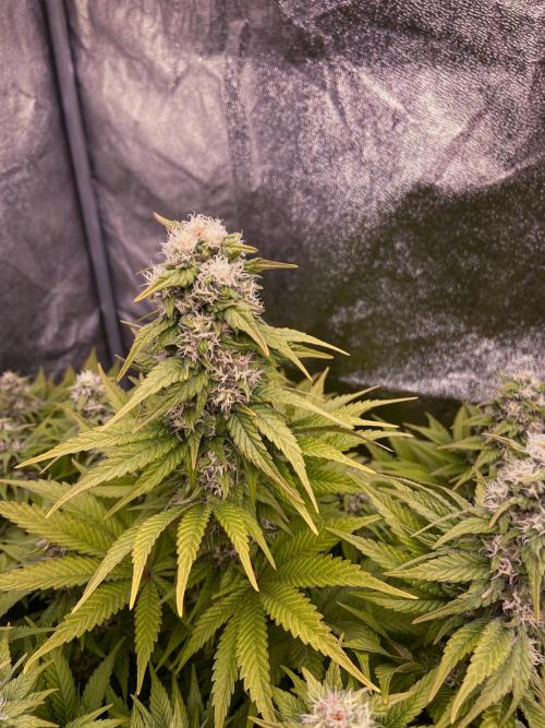 White Russian 💀 Serious Genetics Run. Week 11